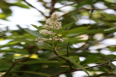 Wendlandia thyrsoidea